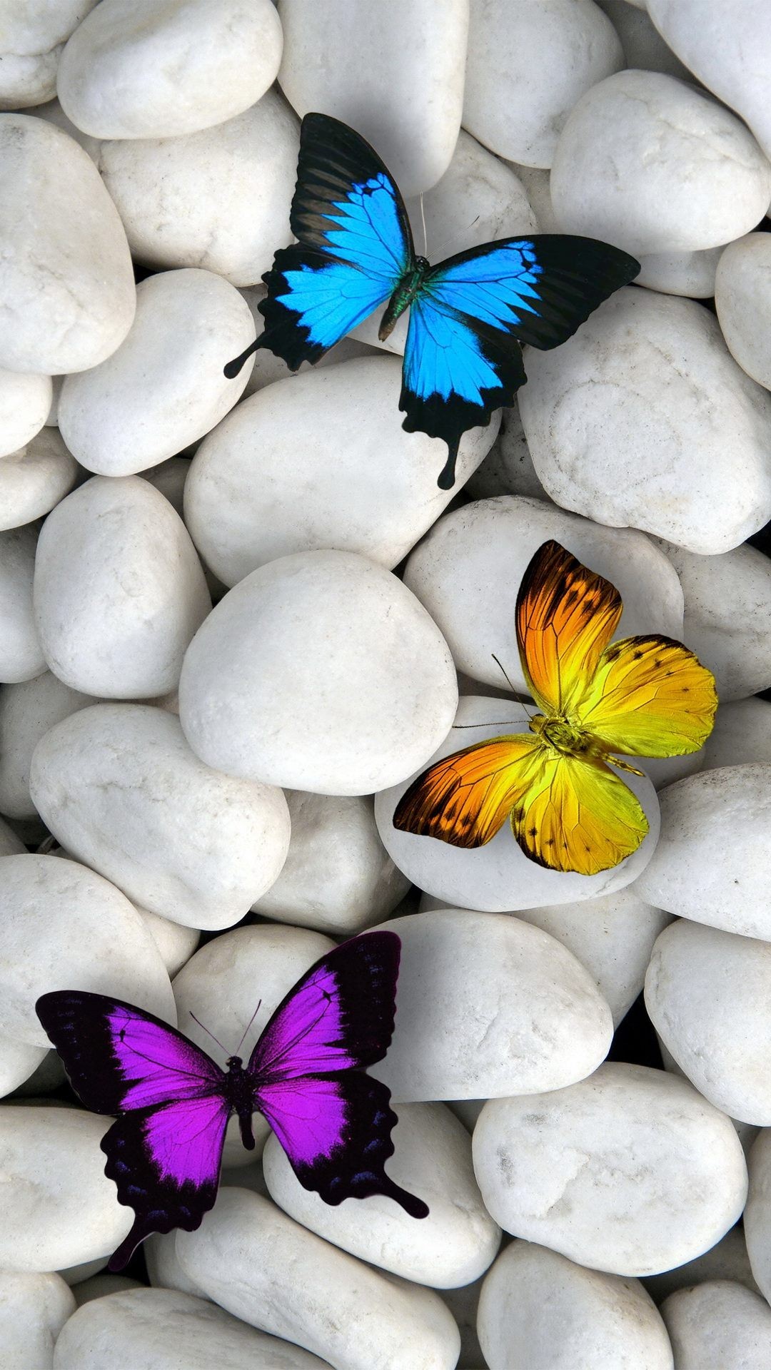 3d butterfly live wallpaper,butterfly,moths and butterflies,insect,invertebrate,pollinator