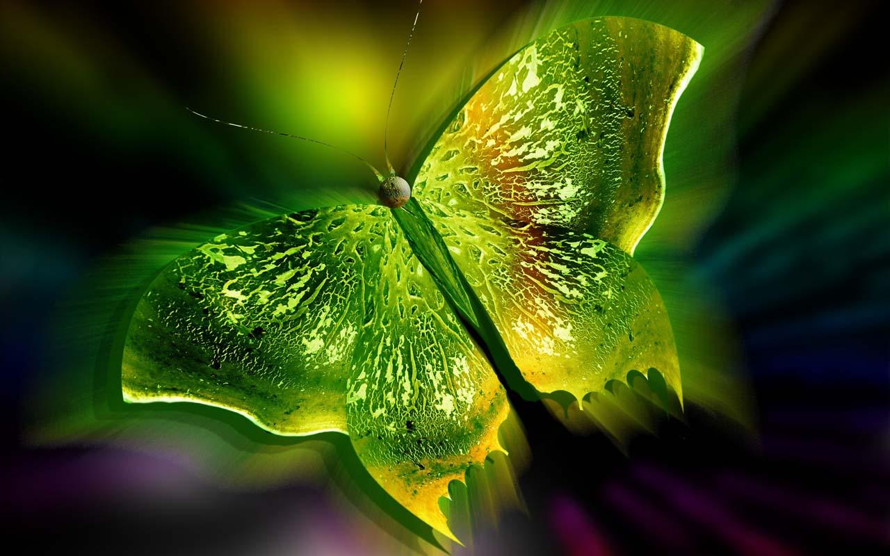 3d papillon fond d'écran en direct,vert,la nature,l'eau,feuille,macro photographie