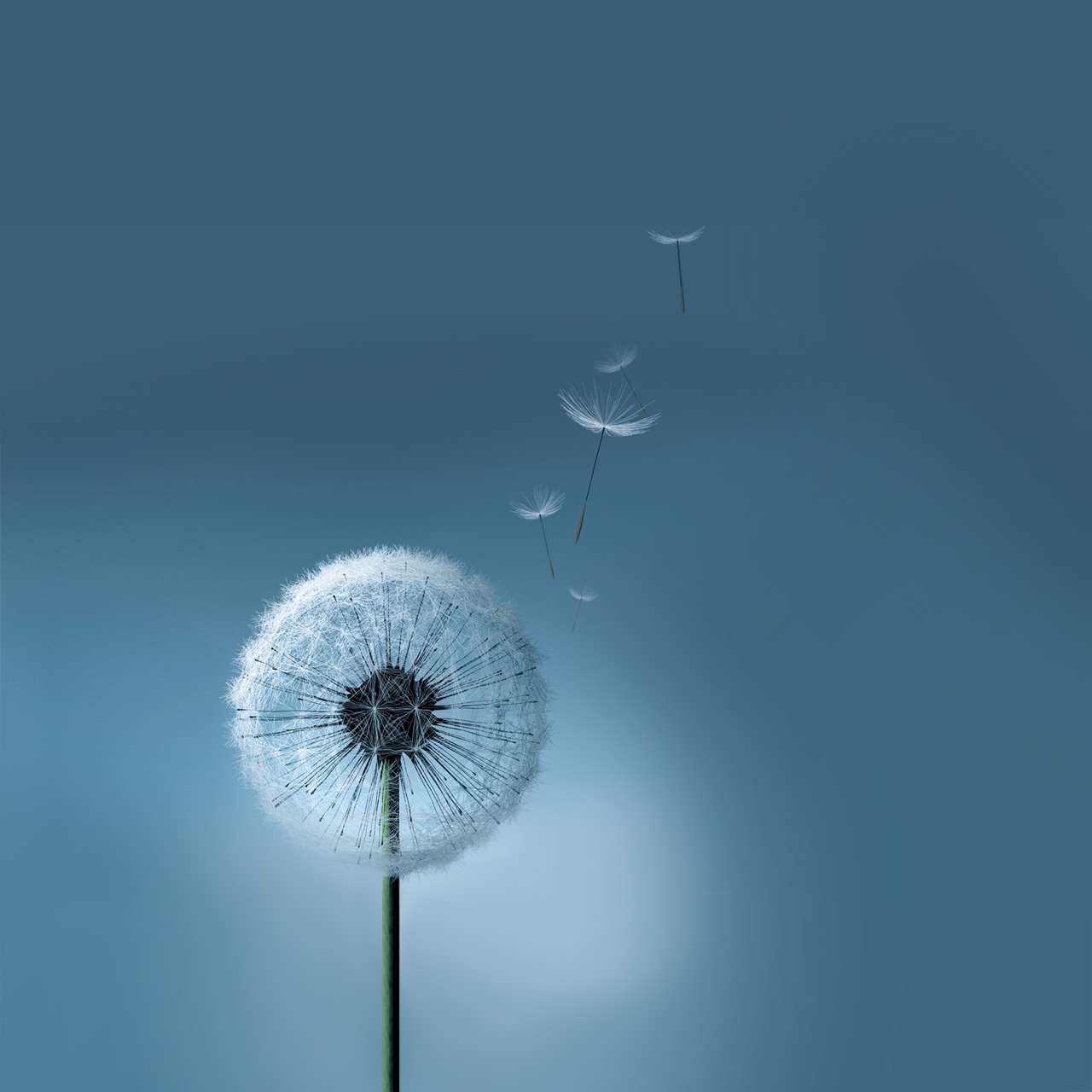 samsung tablet wallpaper,dandelion,dandelion,blue,sky,plant