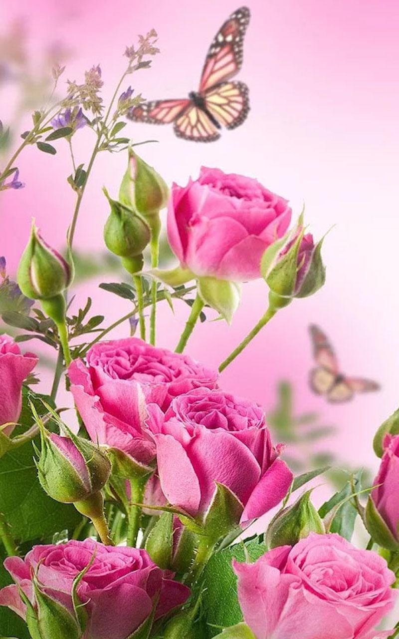 꽃 라이브 배경 화면 hd,꽃,꽃 피는 식물,분홍,로사 센티 폴리아,정원 장미