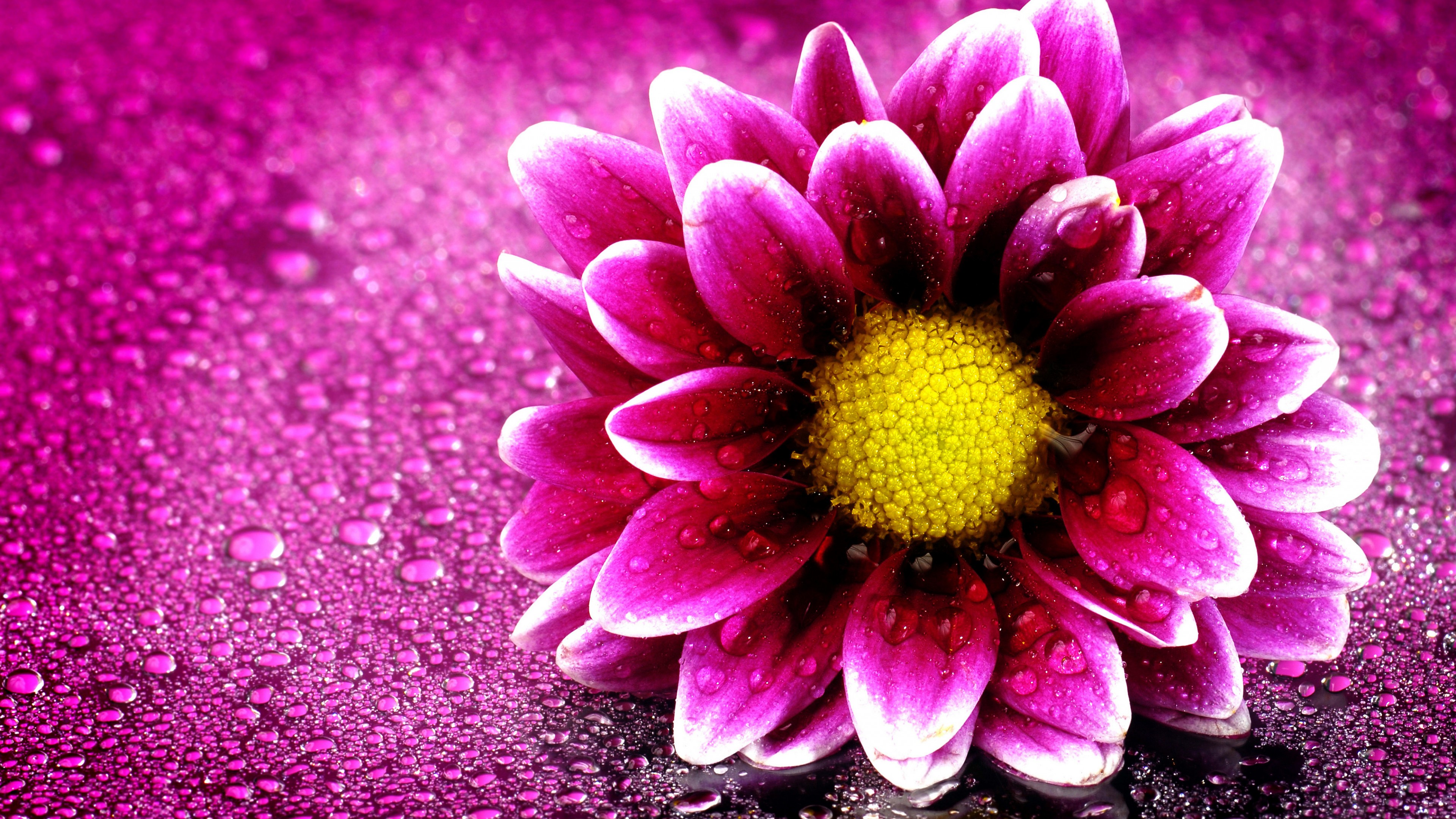 flor de pantalla en vivo hd,flor,planta floreciendo,pétalo,rosado,gazania