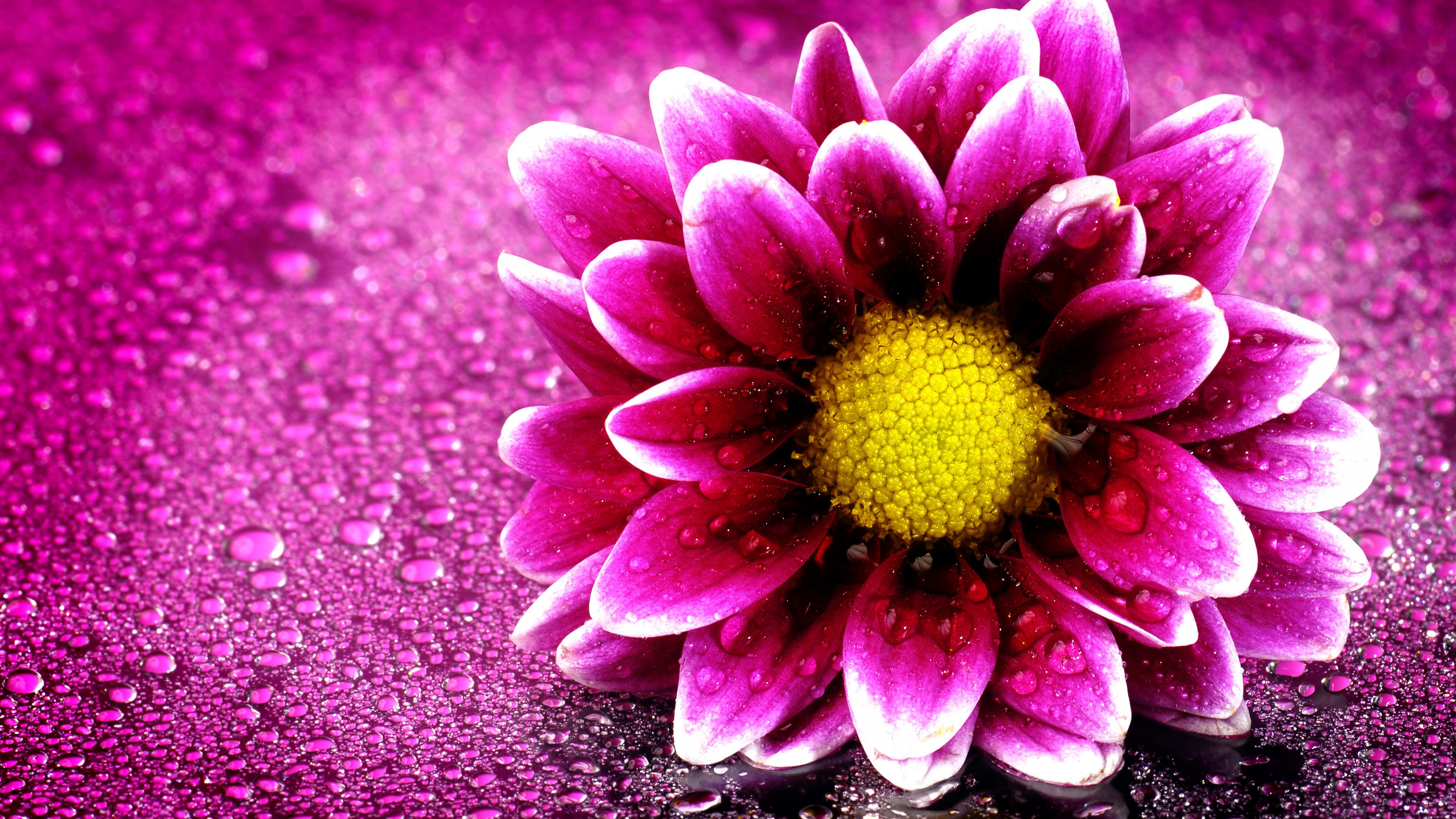 fiore live wallpaper hd,fiore,pianta fiorita,petalo,rosa,gazania