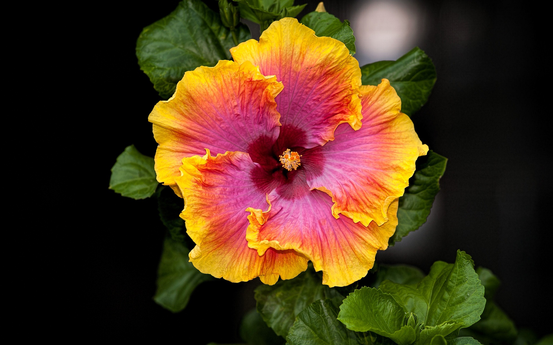 Beautiful Flower Hd Pic Good Evening Telugu Wishes WallpaperUse