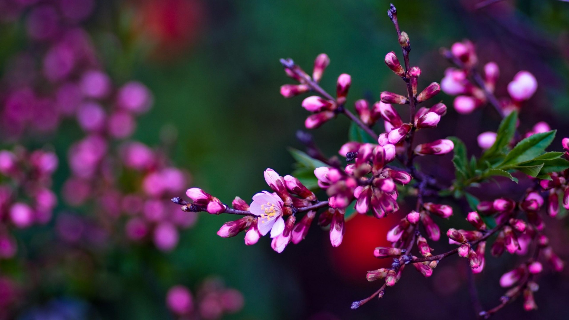 flor de pantalla en vivo hd,rosado,flor,primavera,planta,lila