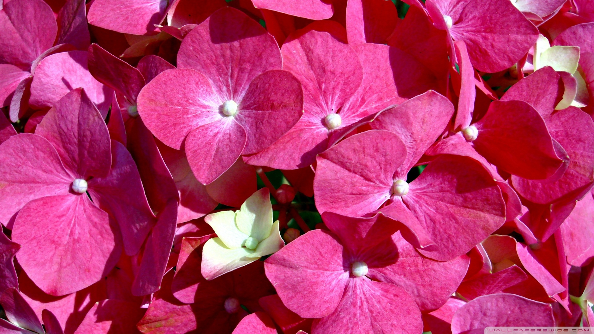 flor de pantalla en vivo hd,flor,planta floreciendo,pétalo,planta,rosado