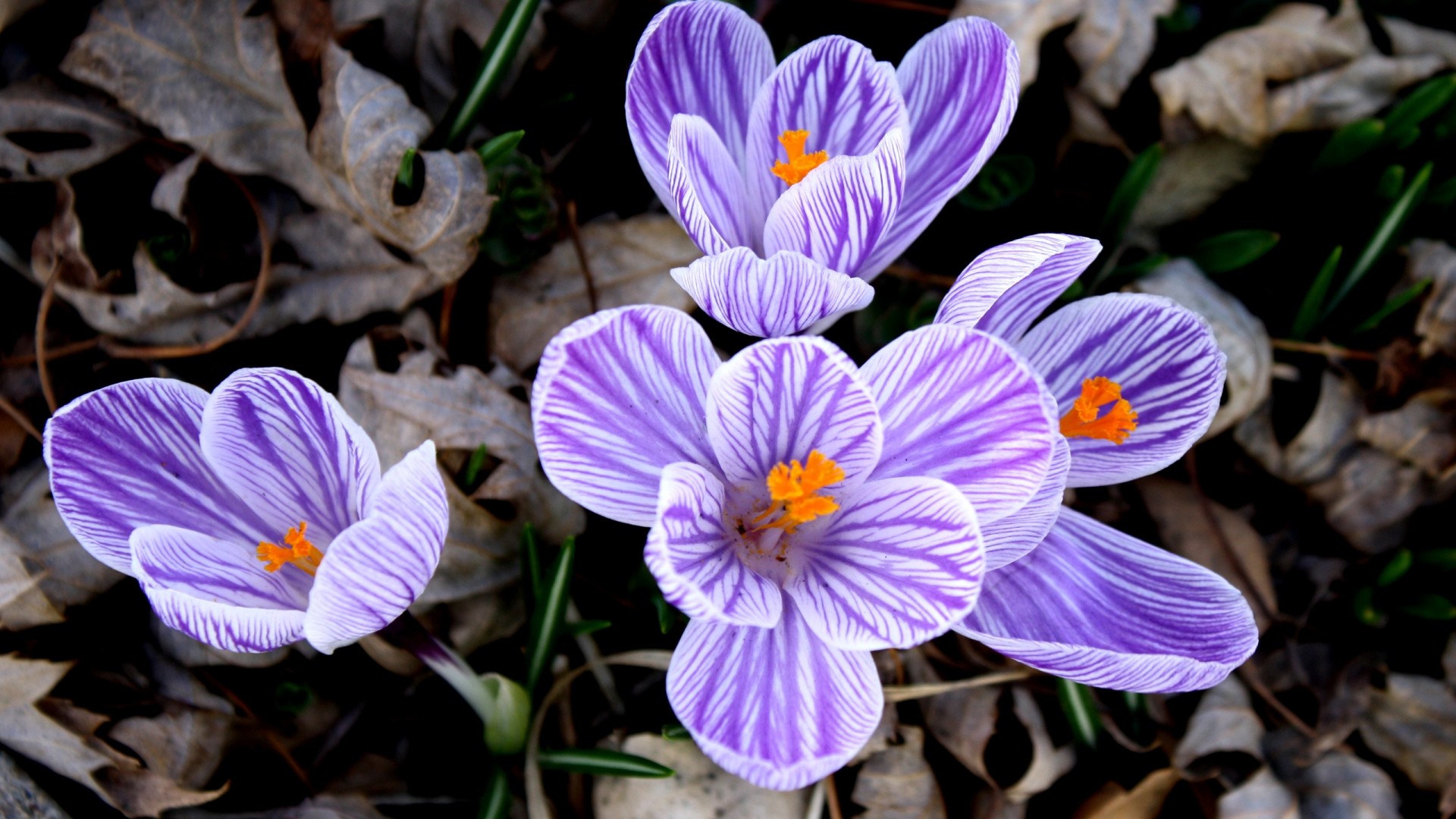 blume live wallpaper hd,blume,blühende pflanze,kretischer krokus,pflanze,blütenblatt