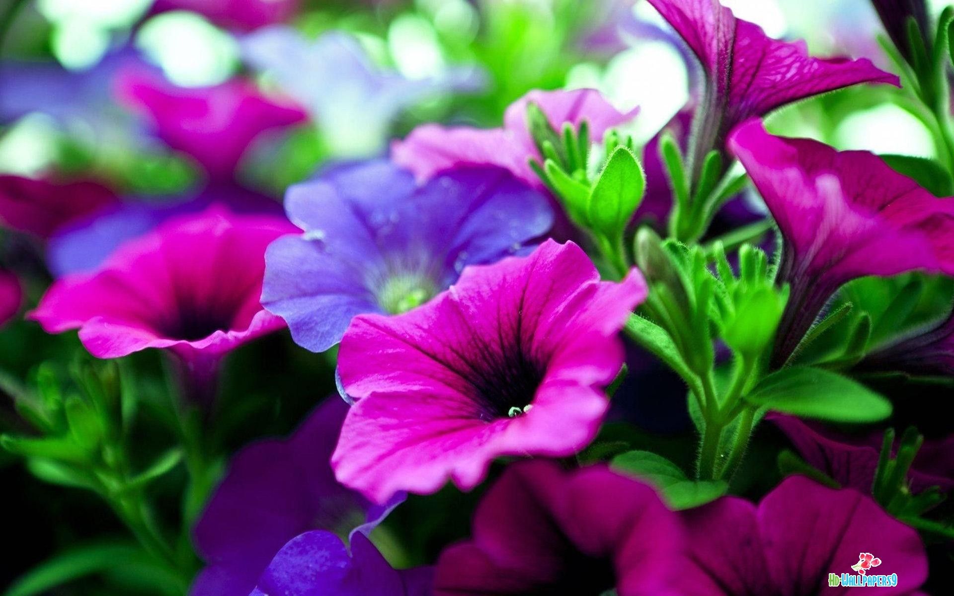 fiore live wallpaper hd,fiore,petalo,viola,viola,petunia