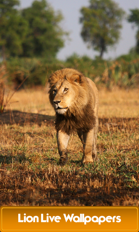 lion fond d'écran en direct,faune,lion,animal terrestre,lion masai,félidés