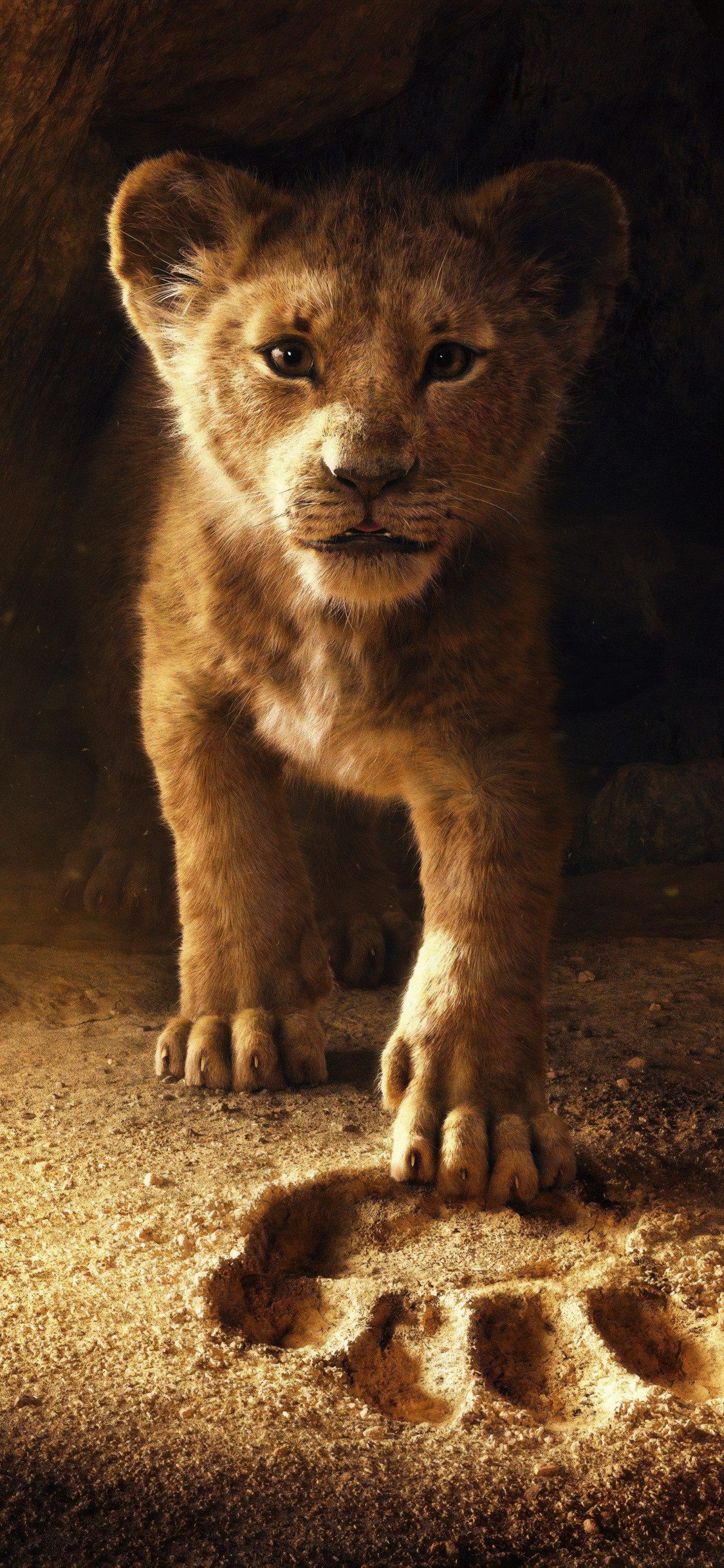 lion fond d'écran en direct,félidés,animal terrestre,faune,moustaches,lion