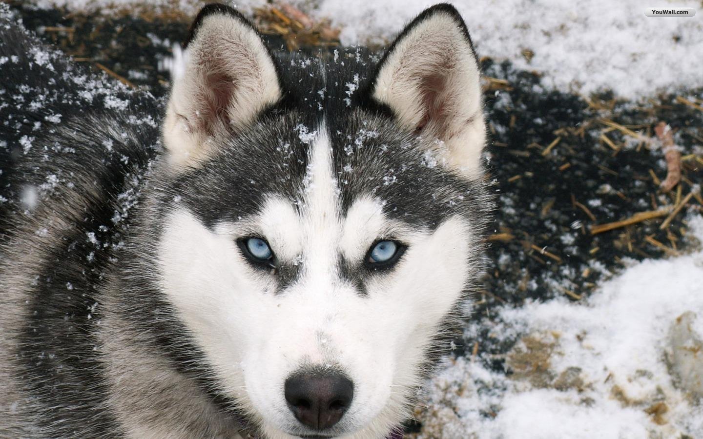 wallpaper de,dog,siberian husky,mammal,vertebrate,canidae