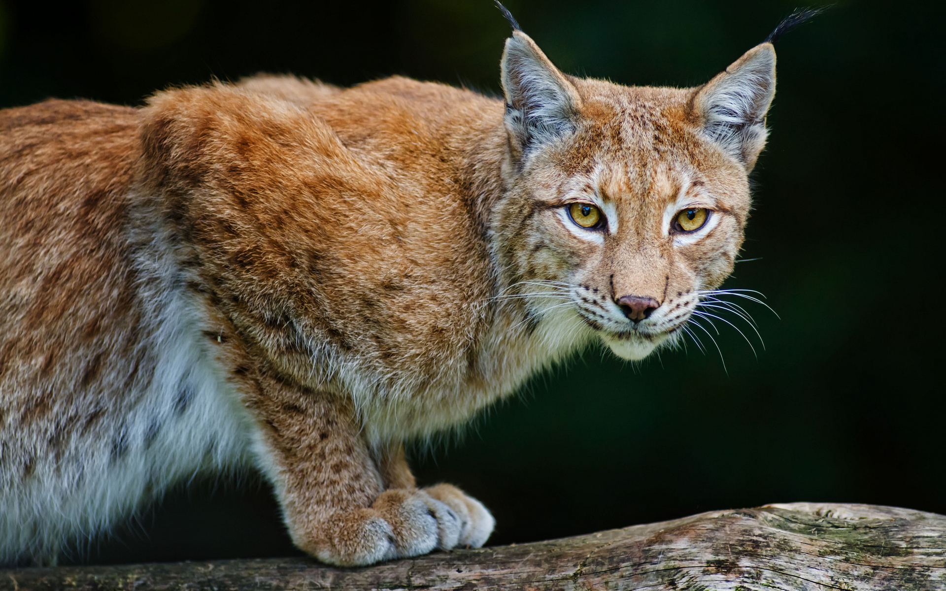 壁紙de,ネコ,ひげ,中型から中型の猫,ネコ科,野生動物