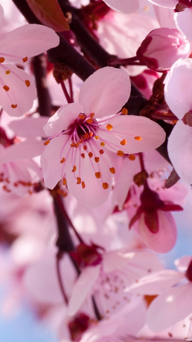 壁紙de,花,花弁,花,桜の花,ピンク