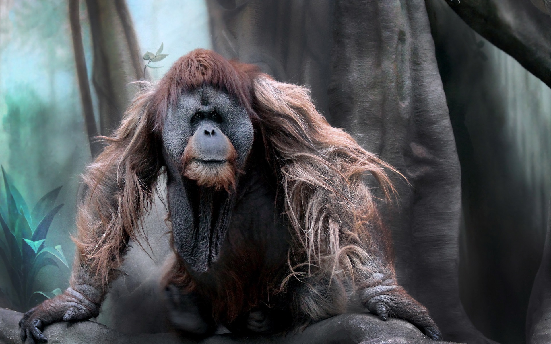 fond d'écran de,orang outan,humain,primate,museau,chimpanzé commun
