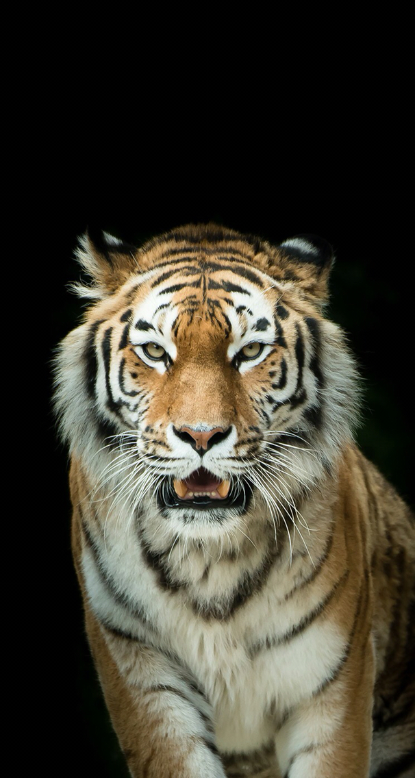 tapete de,tiger,tierwelt,bengalischer tiger,landtier,sibirischer tiger