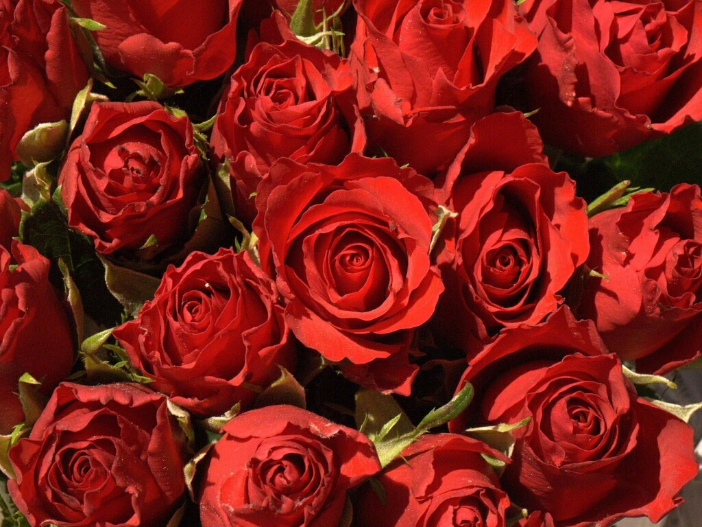 美しいバラの壁紙,花,ローズ,庭のバラ,開花植物,赤