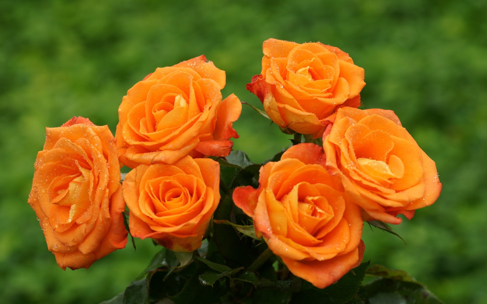 hermoso fondo de pantalla de rosa,flor,planta floreciendo,julia niño rosa,rosas de jardín,floribunda