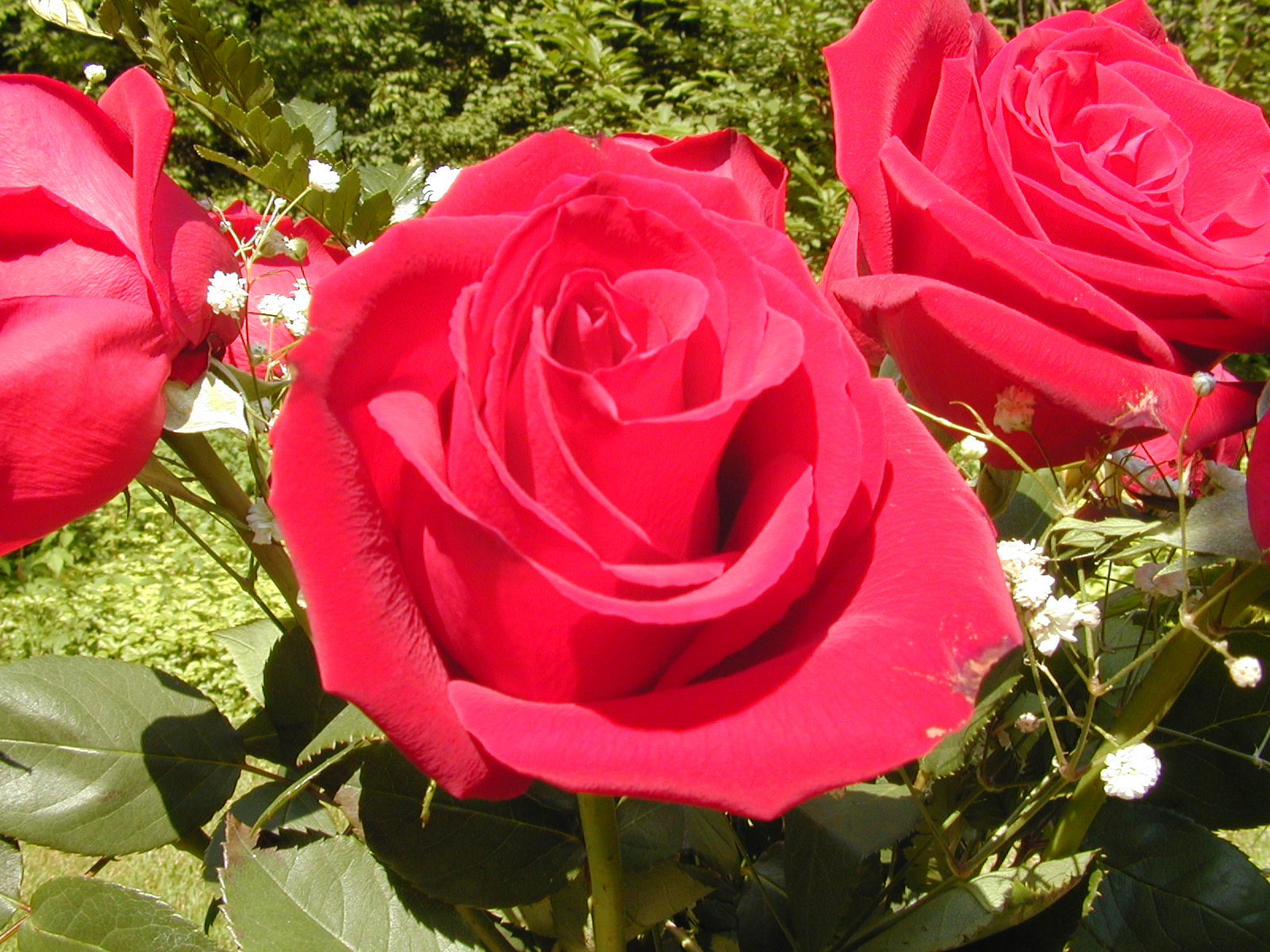 hermoso fondo de pantalla de rosa,flor,rosa,rosas de jardín,planta floreciendo,rosado