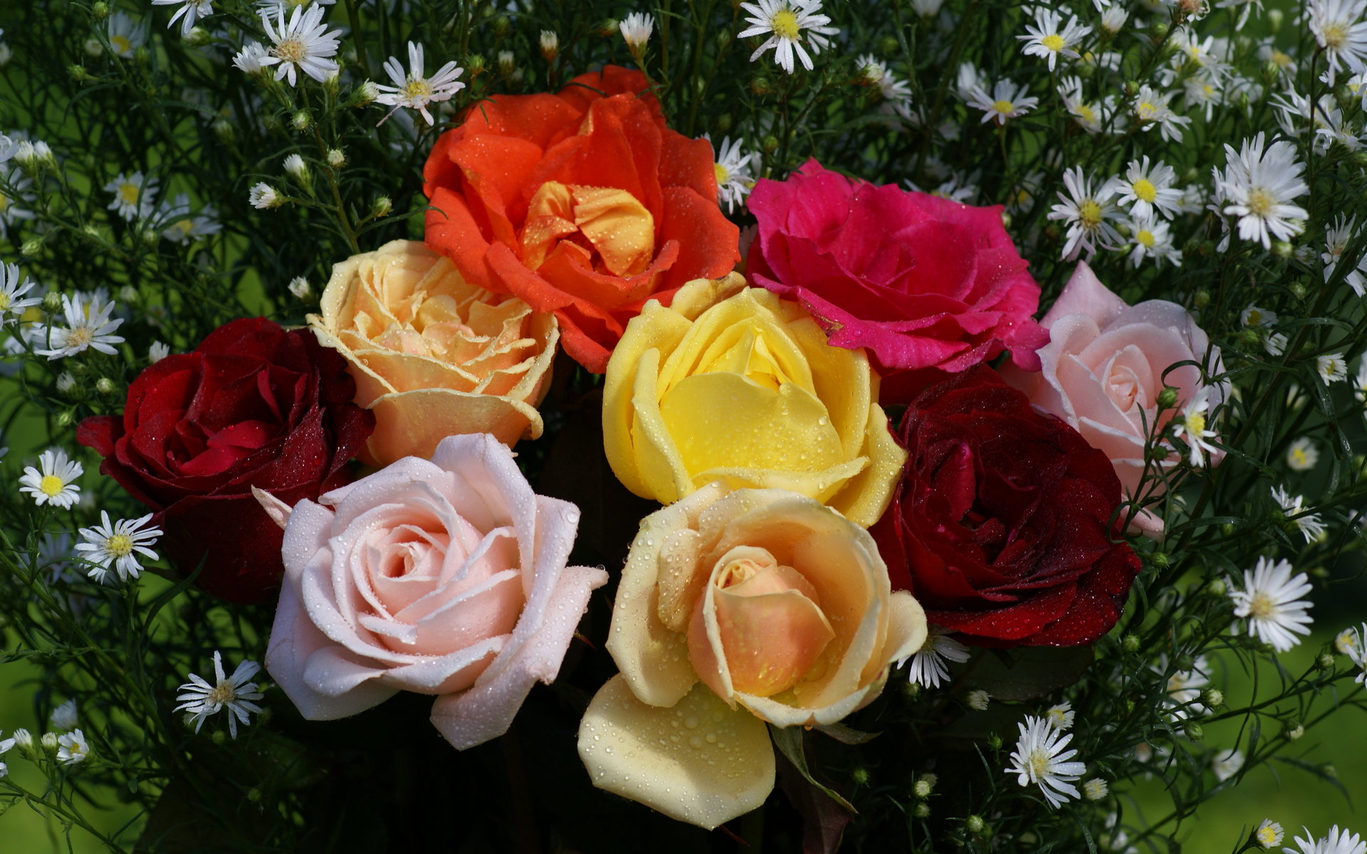 schöne rosentapete,blume,blühende pflanze,gartenrosen,rose,floribunda