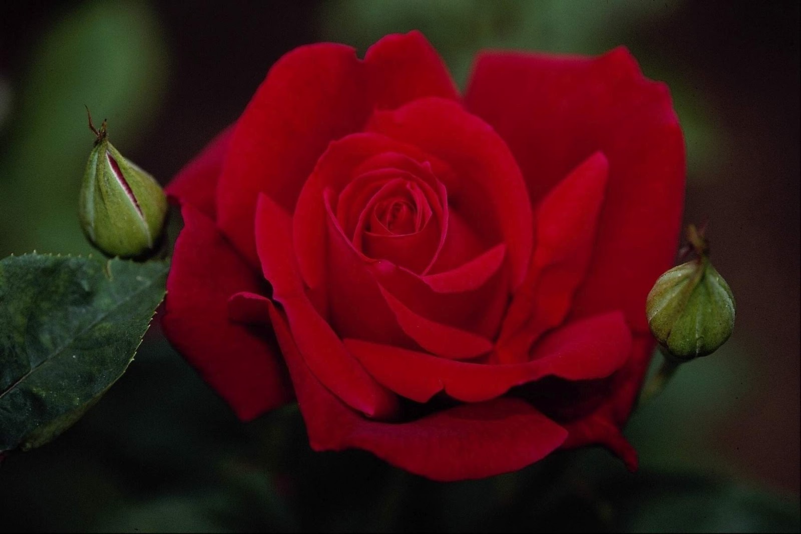 beautiful rose wallpaper,flower,garden roses,flowering plant,red,petal