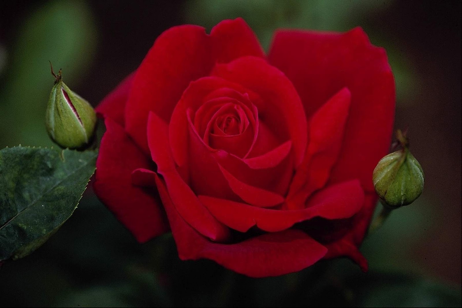 beau fond d'écran rose,fleur,roses de jardin,plante à fleurs,rouge,pétale