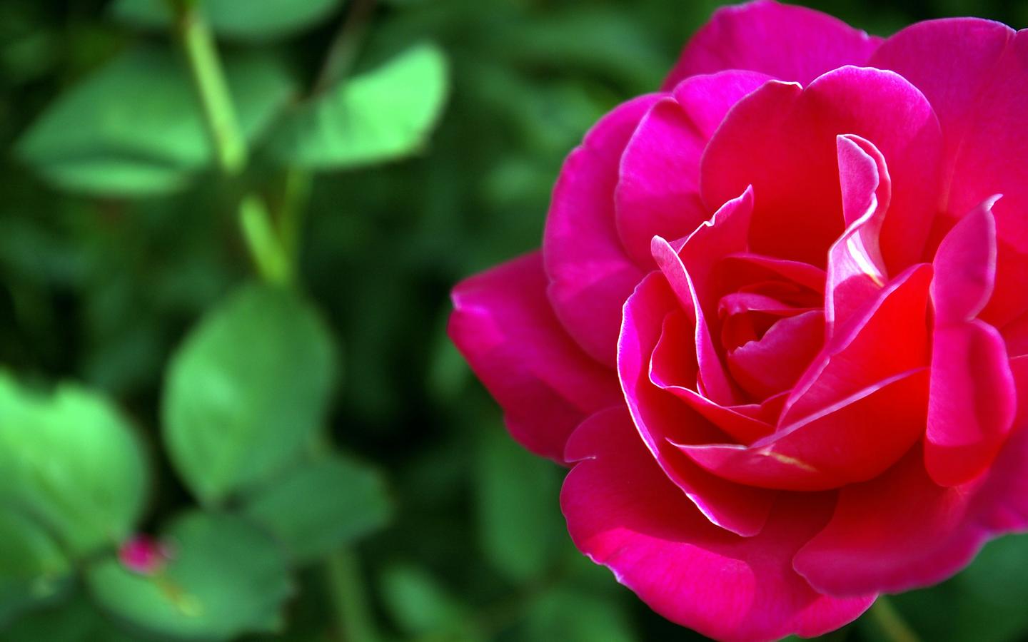 beau fond d'écran rose,fleur,pétale,plante à fleurs,roses de jardin,rose