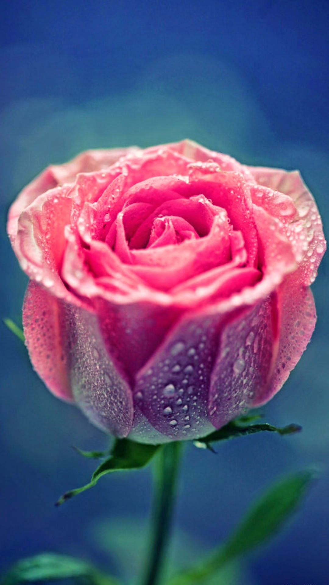 美しいバラの壁紙,花,庭のバラ,ピンク,花弁,ローズ