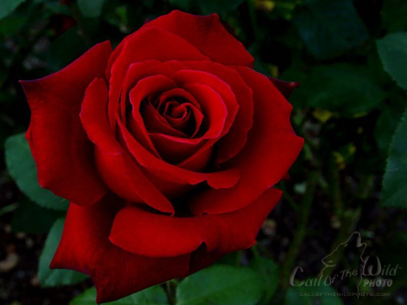 beautiful rose wallpaper,flower,rose,garden roses,flowering plant,petal