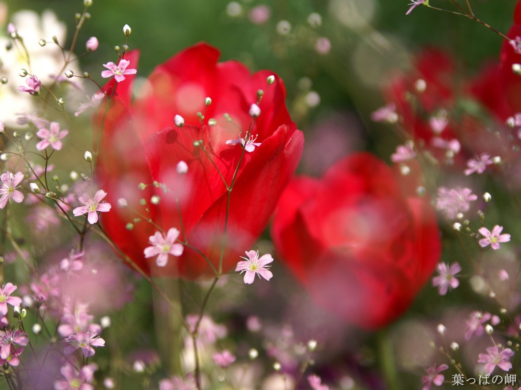 美しいバラの壁紙,花,開花植物,赤,花弁,工場