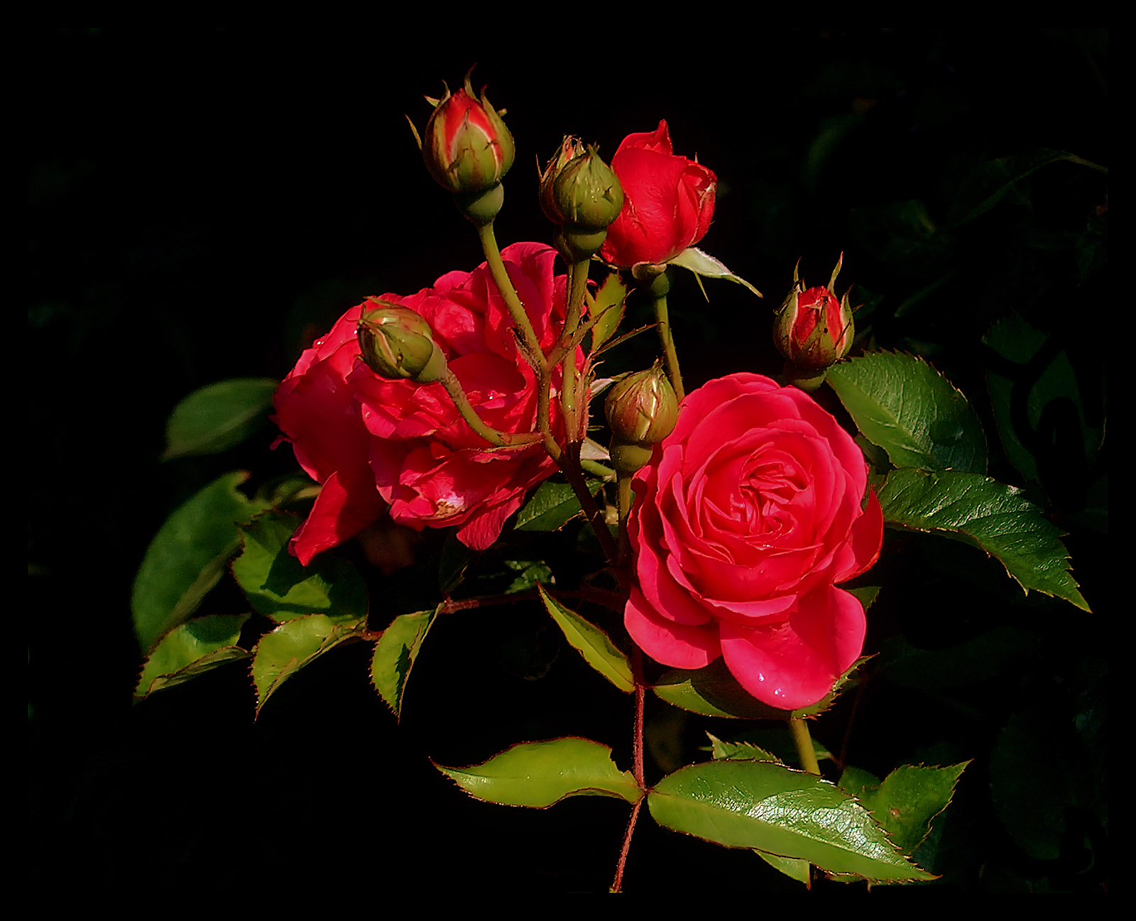 bella carta da parati rosa,fiore,pianta fiorita,rose da giardino,petalo,rosso
