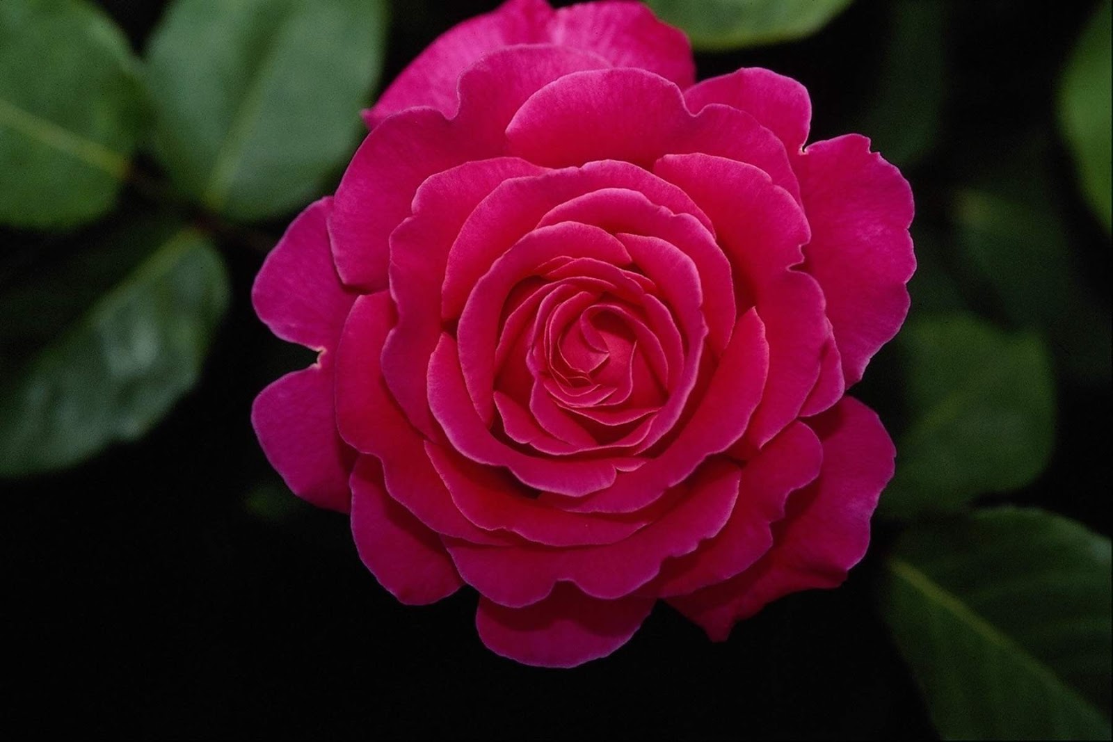 hermoso fondo de pantalla de rosa,flor,planta floreciendo,pétalo,rosado,planta
