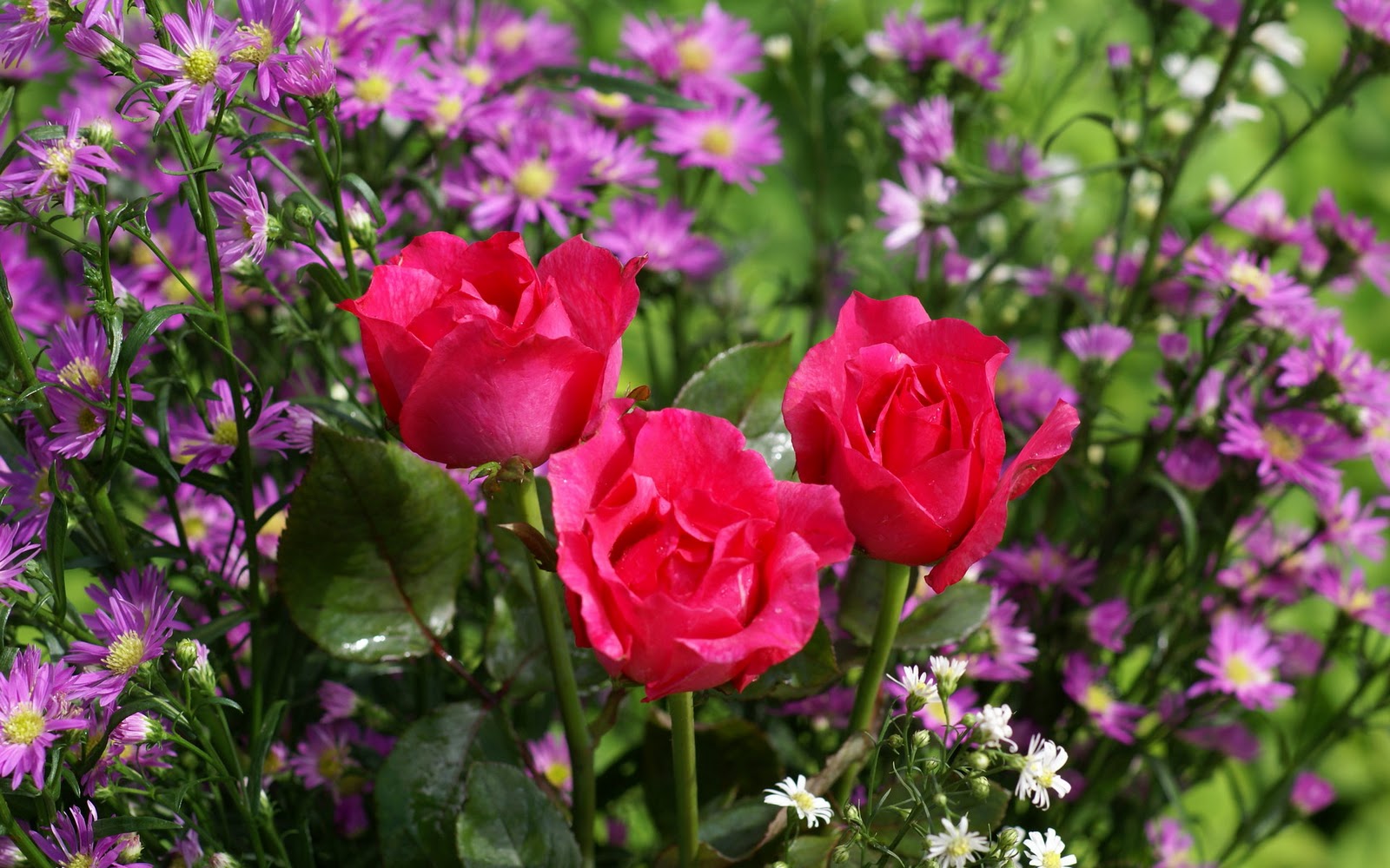 美しいバラの壁紙,花,開花植物,花弁,工場,自然