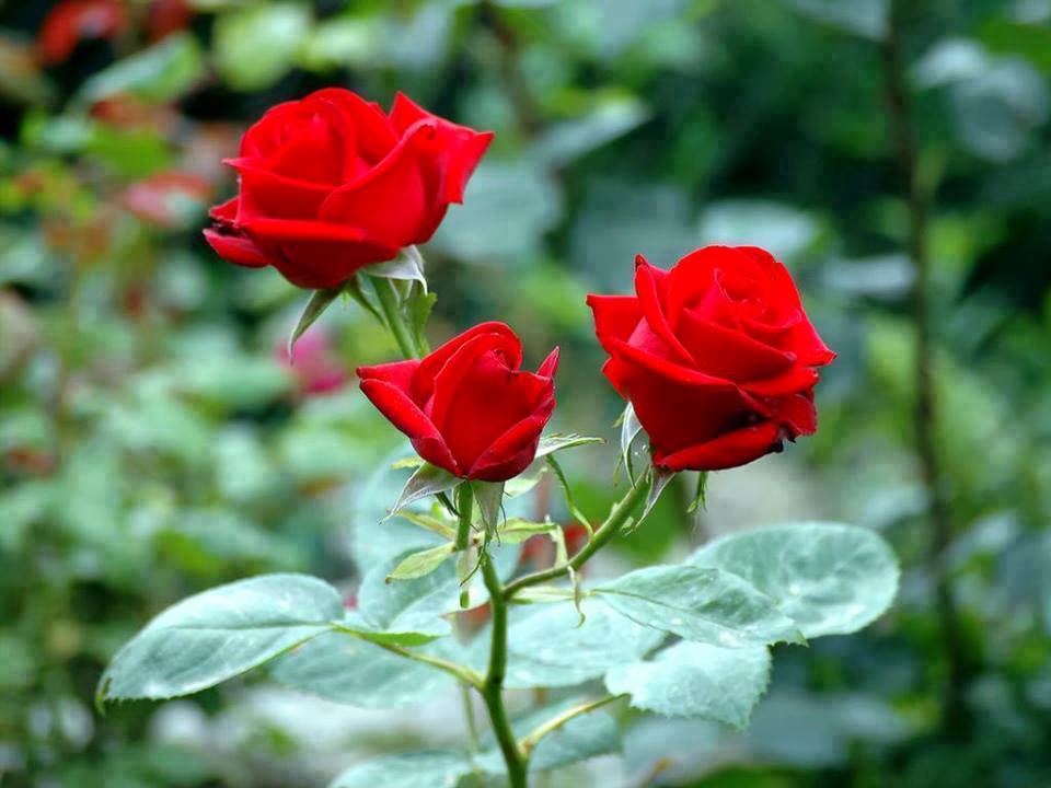 beautiful rose wallpaper,flower,flowering plant,red,petal,garden roses