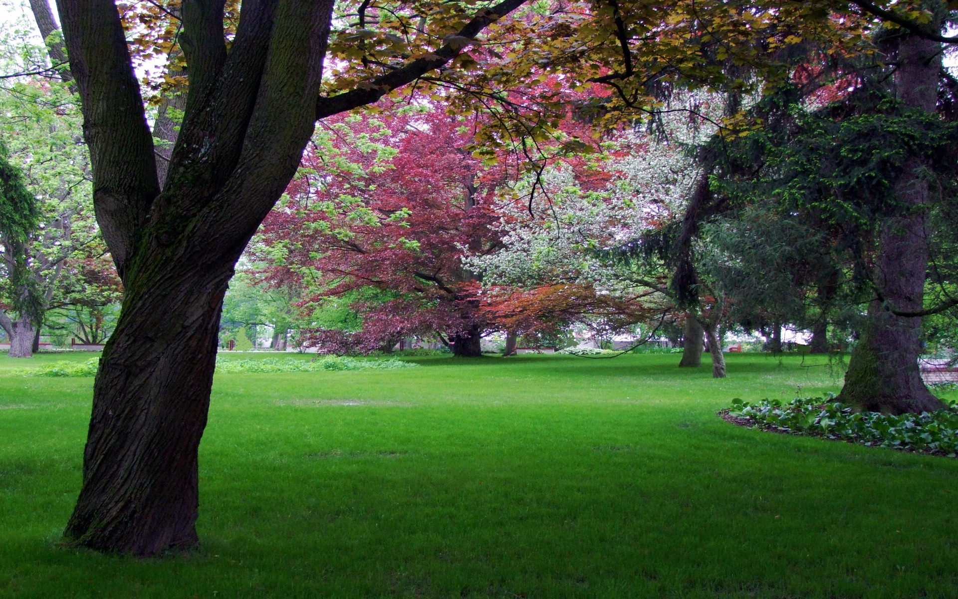 park wallpaper,tree,nature,spring,green,lawn