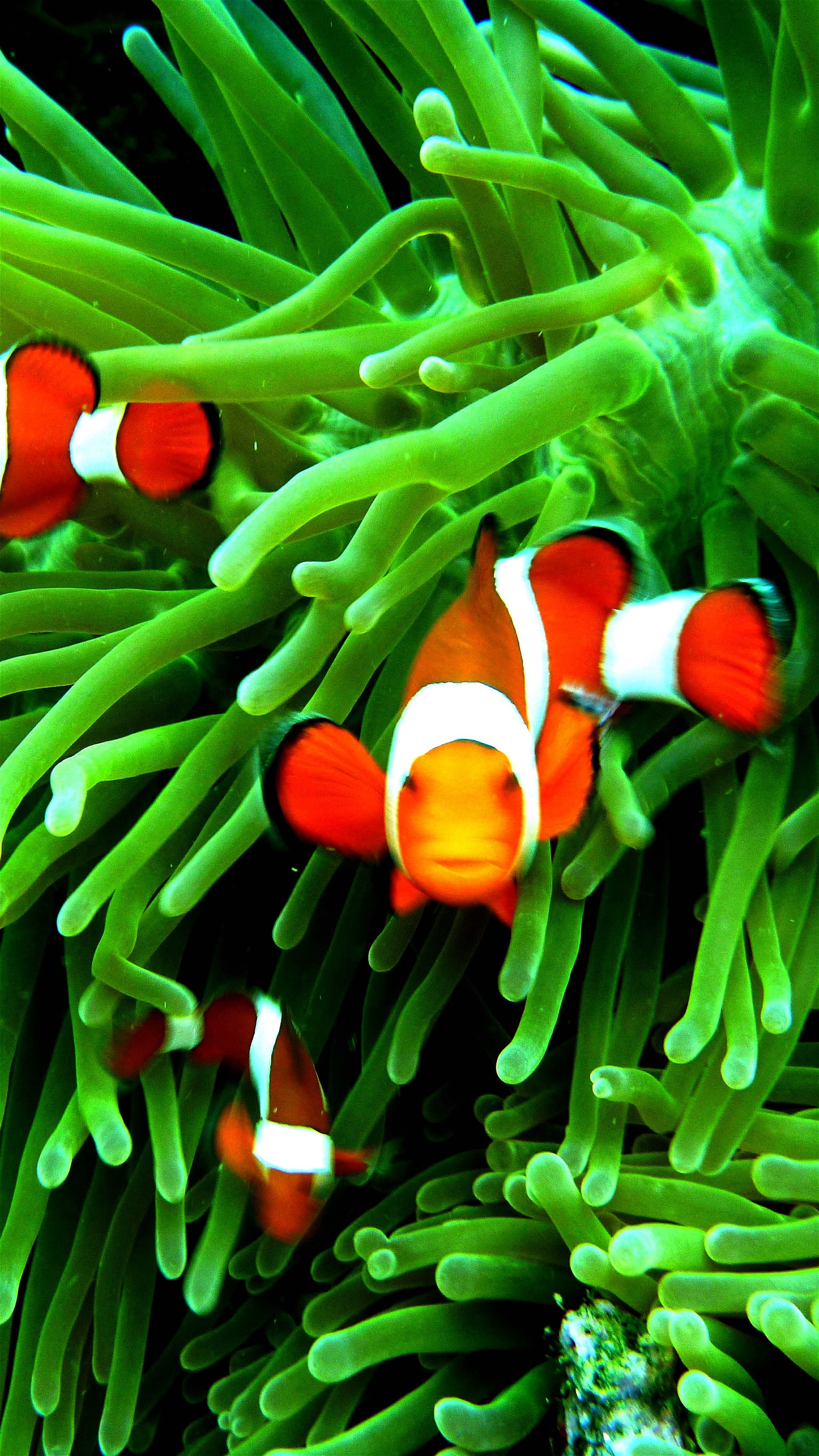 hd wallpaper für samsung galaxy j7,anemonenfisch,gras,pflanze,fisch