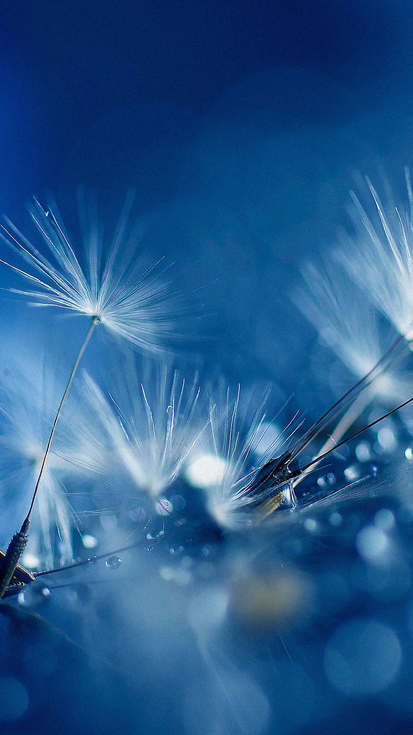 lg wallpaper hd,blue,dandelion,sky,water,dandelion