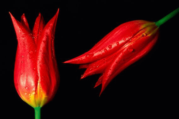 fond d'écran sms,rouge,plante,fleur,photographie de nature morte,pétale