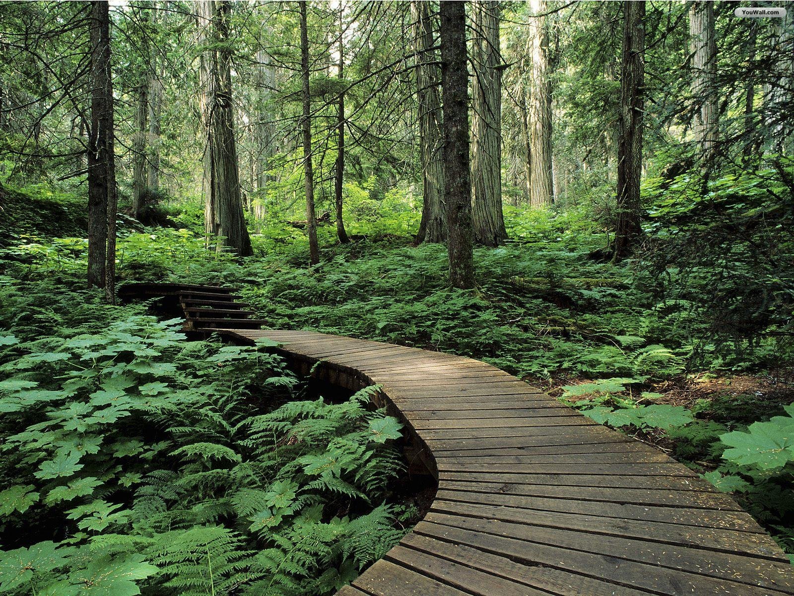 fondo de pantalla de bosque,paisaje natural,bosque,naturaleza,árbol,bosque de crecimiento antiguo