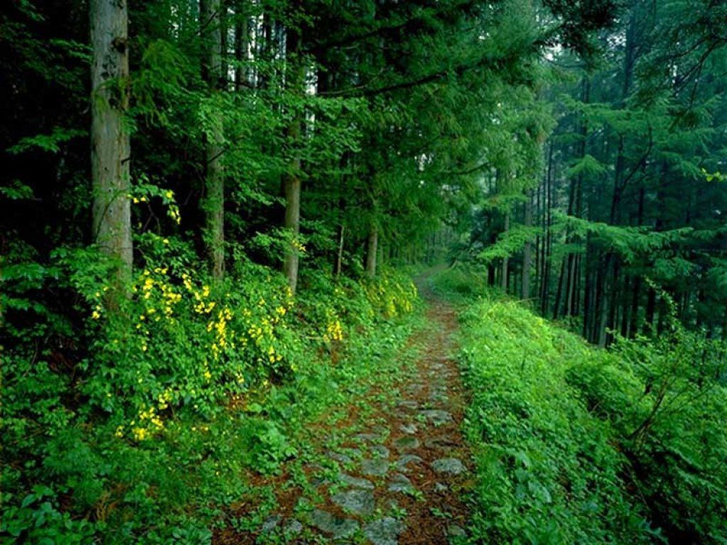 waldtapete,wald,natürliche landschaft,natur,alter wald,grün