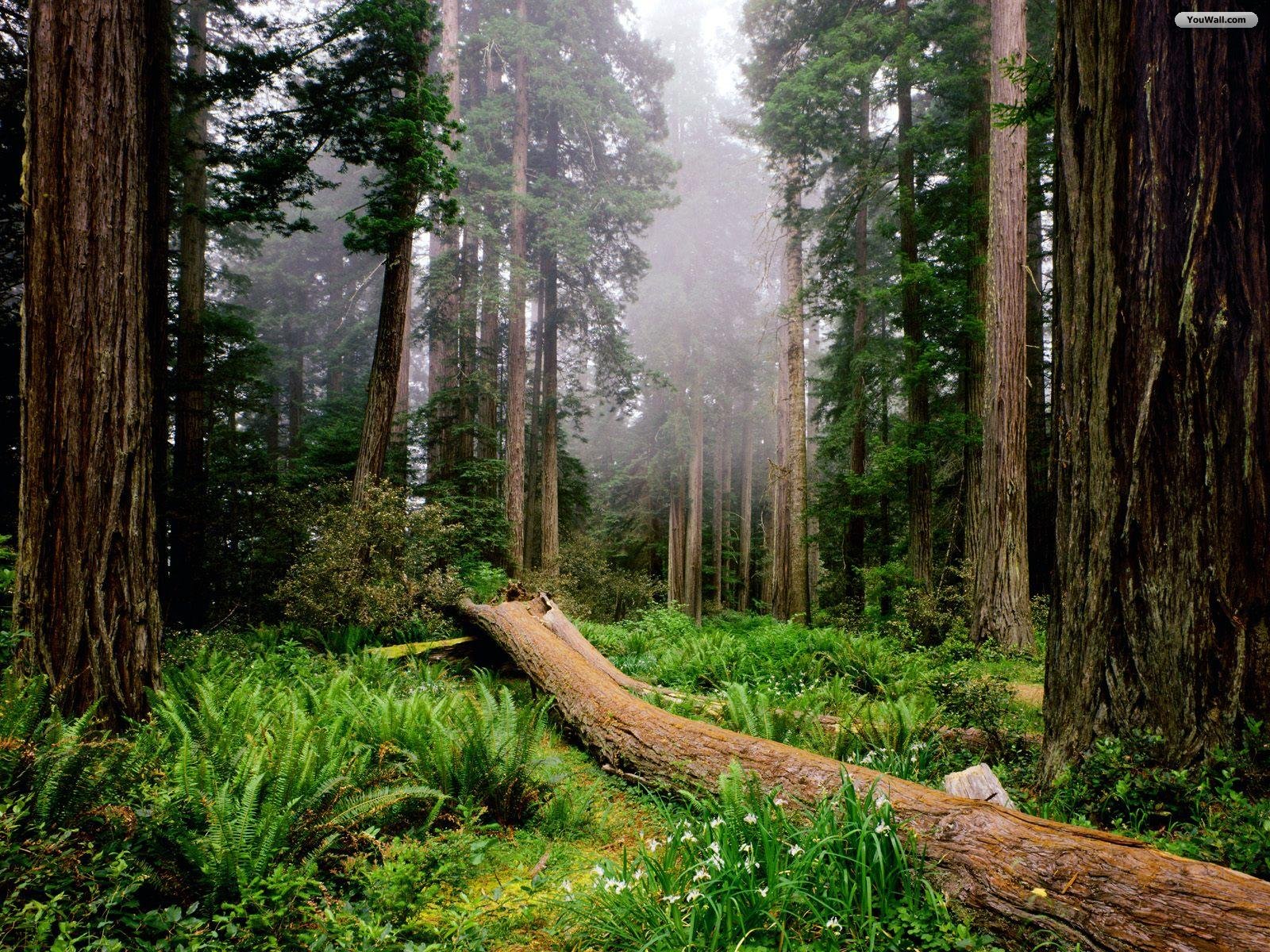 waldtapete,baum,alter wald,wald,natürliche landschaft,natur