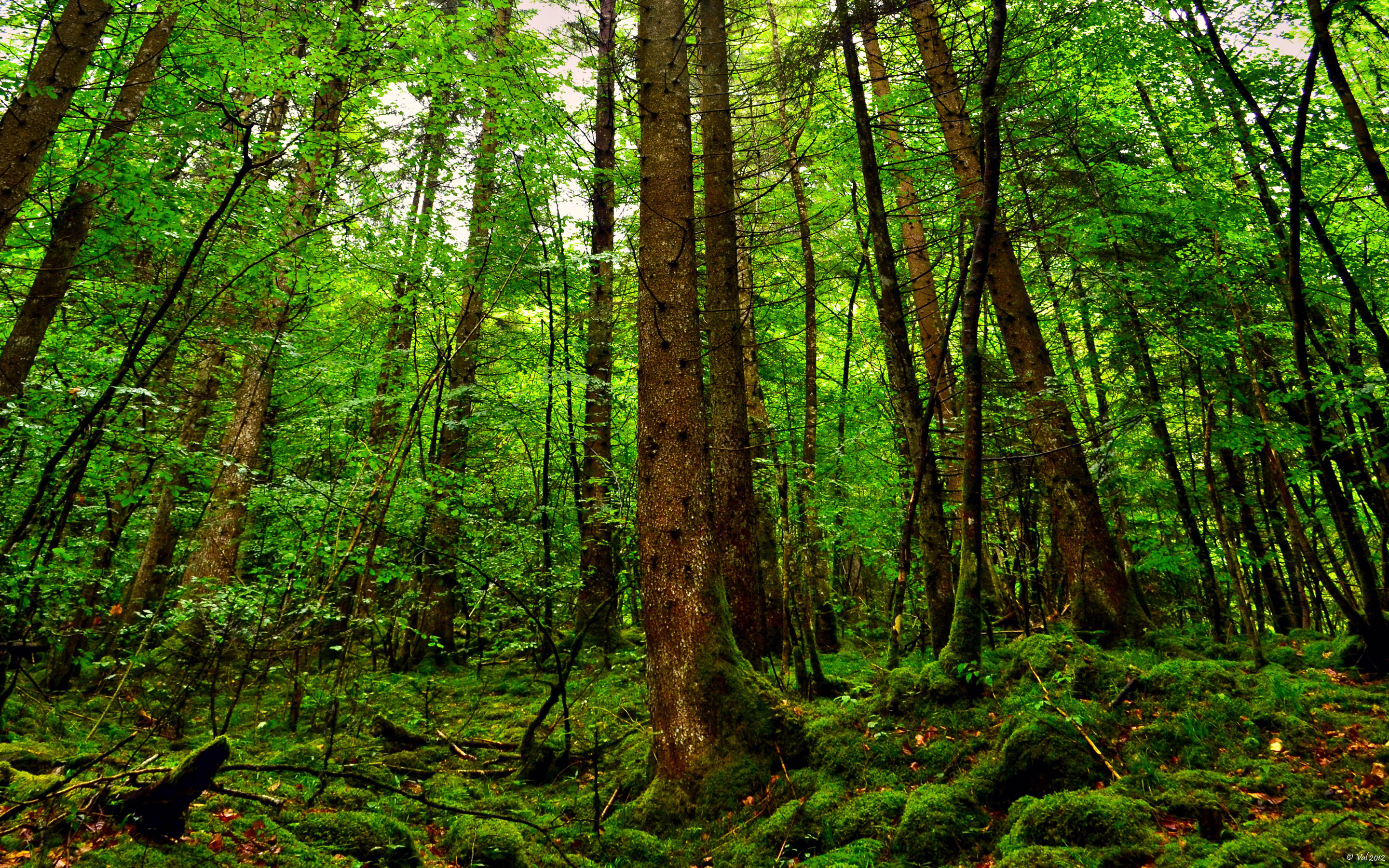 森の壁紙,木,森林,古い成長林,森林,自然の風景