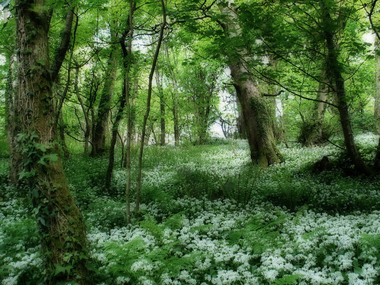 woodland wallpaper,natural landscape,woodland,nature,forest,nature reserve