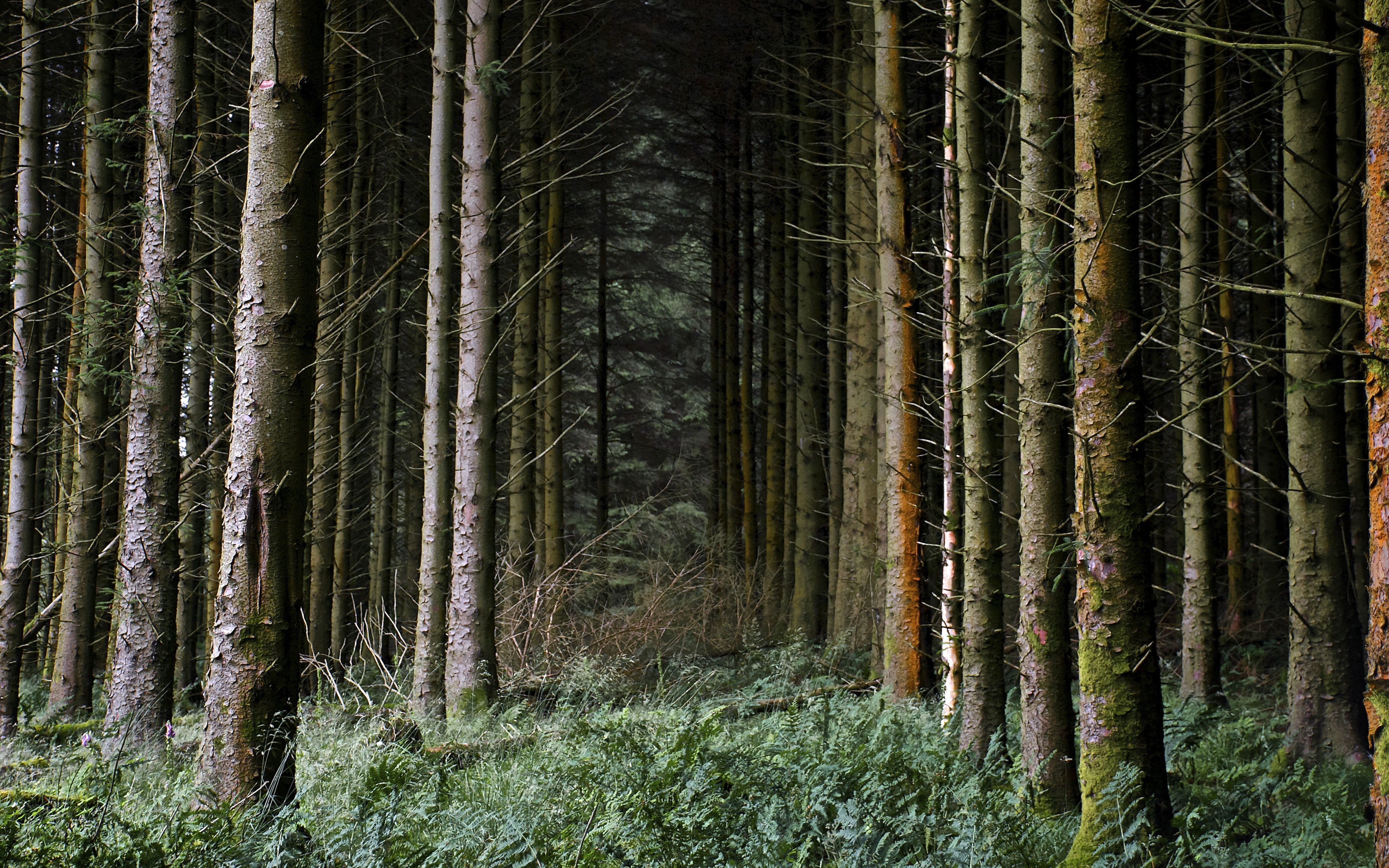 carta da parati nei boschi,albero,foresta,bosco di abeti rossi,vecchia foresta di crescita,natura