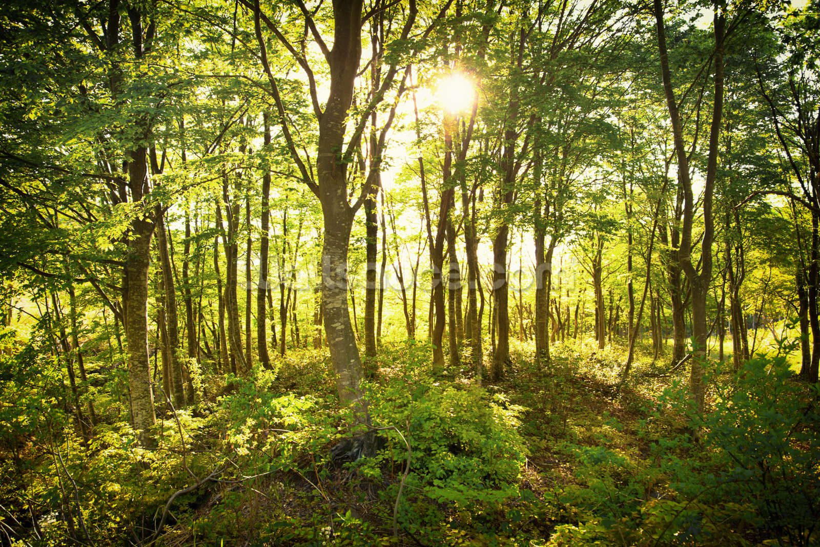 woodland wallpaper,natural landscape,forest,tree,nature,people in nature