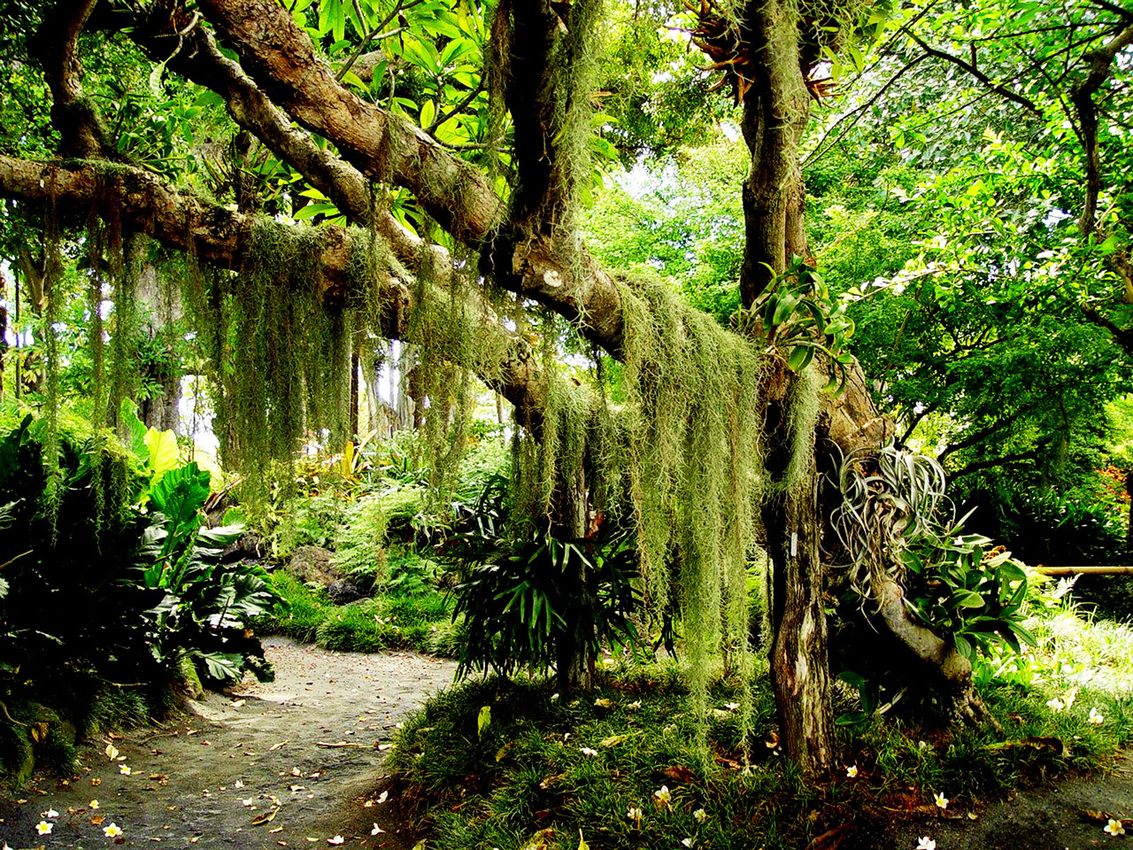 fondo de pantalla de bosque,árbol,naturaleza,paisaje natural,bosque,bosque de crecimiento antiguo