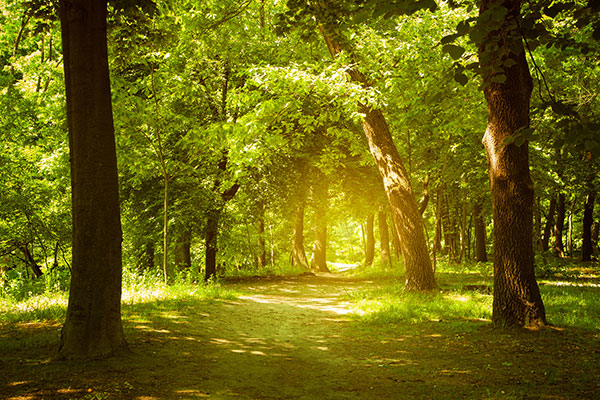 carta da parati nei boschi,albero,paesaggio naturale,natura,foresta,verde