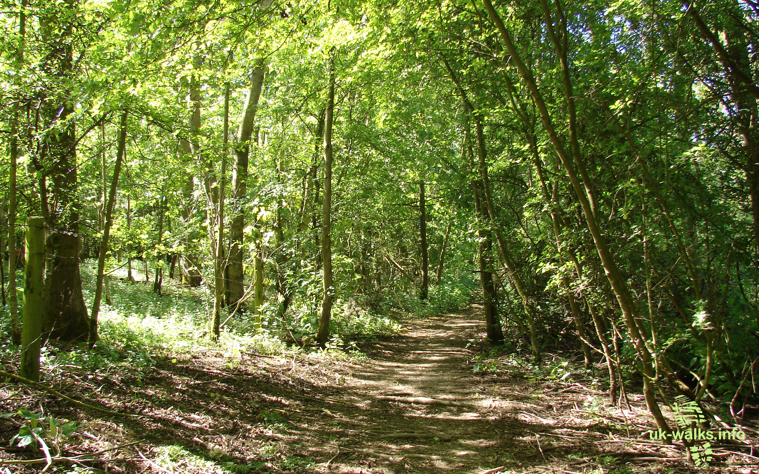 woodland wallpaper,forest,tree,woodland,natural environment,nature reserve