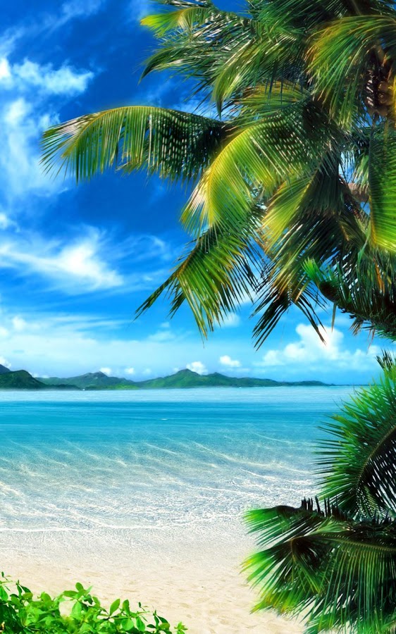 beach live wallpaper,nature,tropics,natural landscape,tree,sky