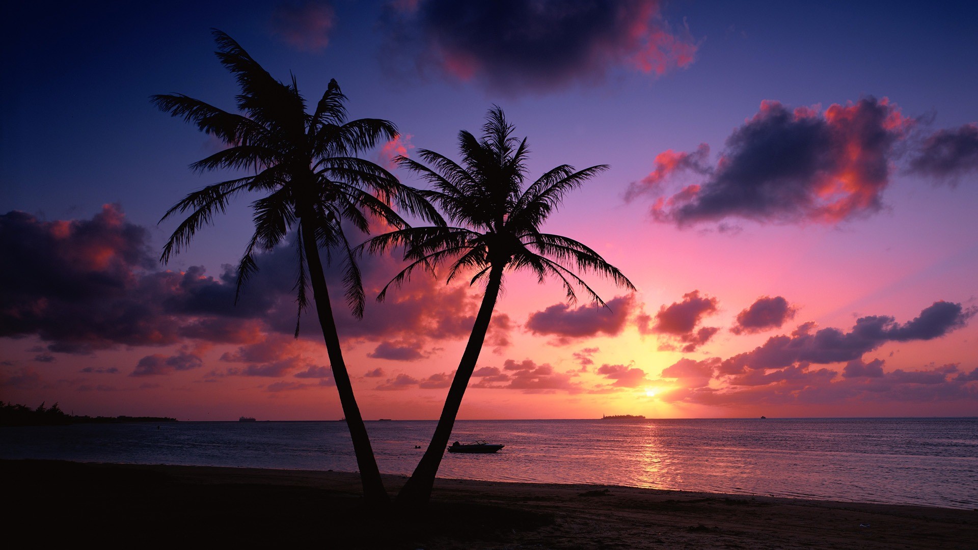 strand live wallpaper,himmel,baum,natur,horizont,palme