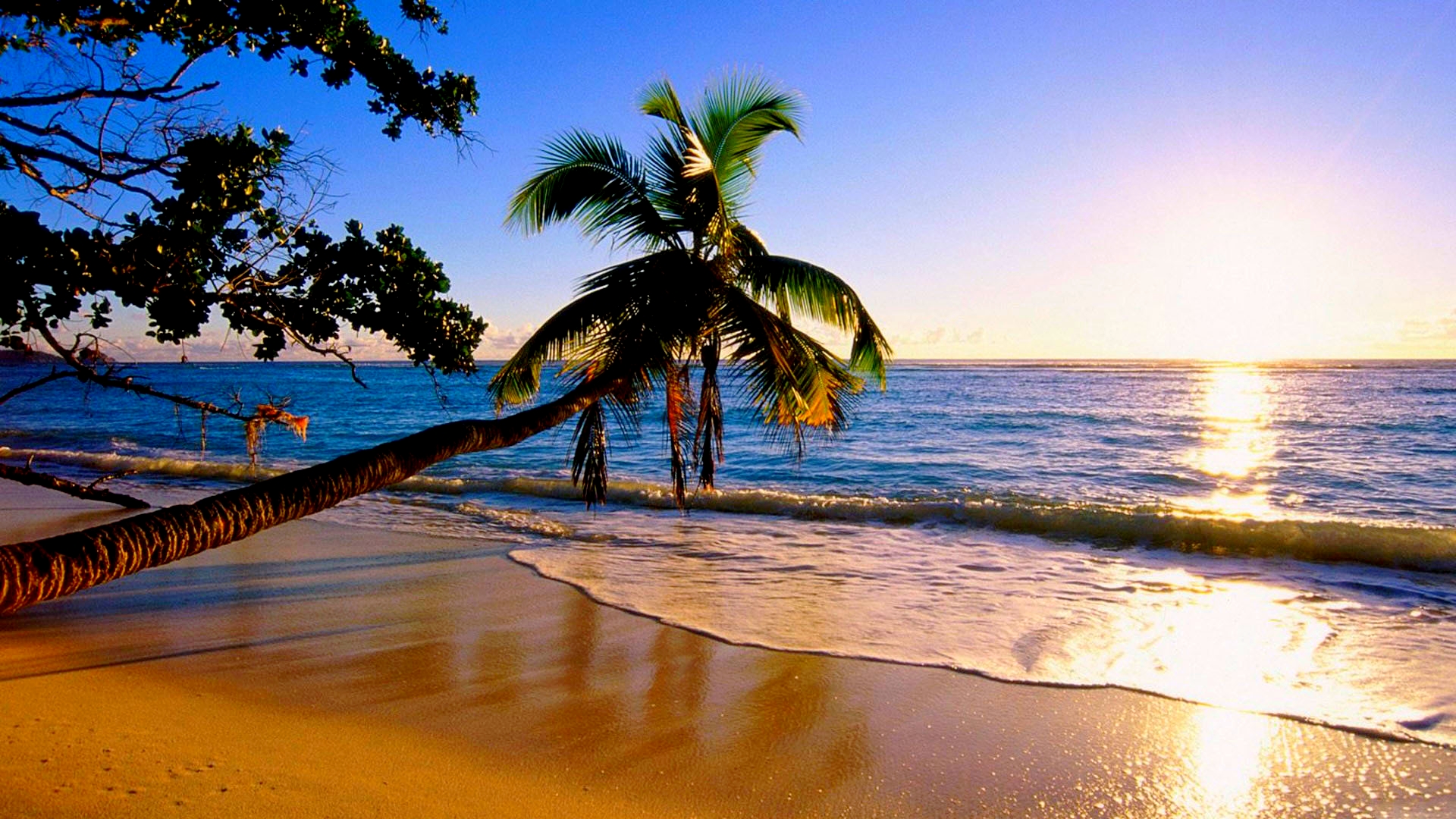 spiaggia live wallpaper,natura,albero,palma,riva,caraibico