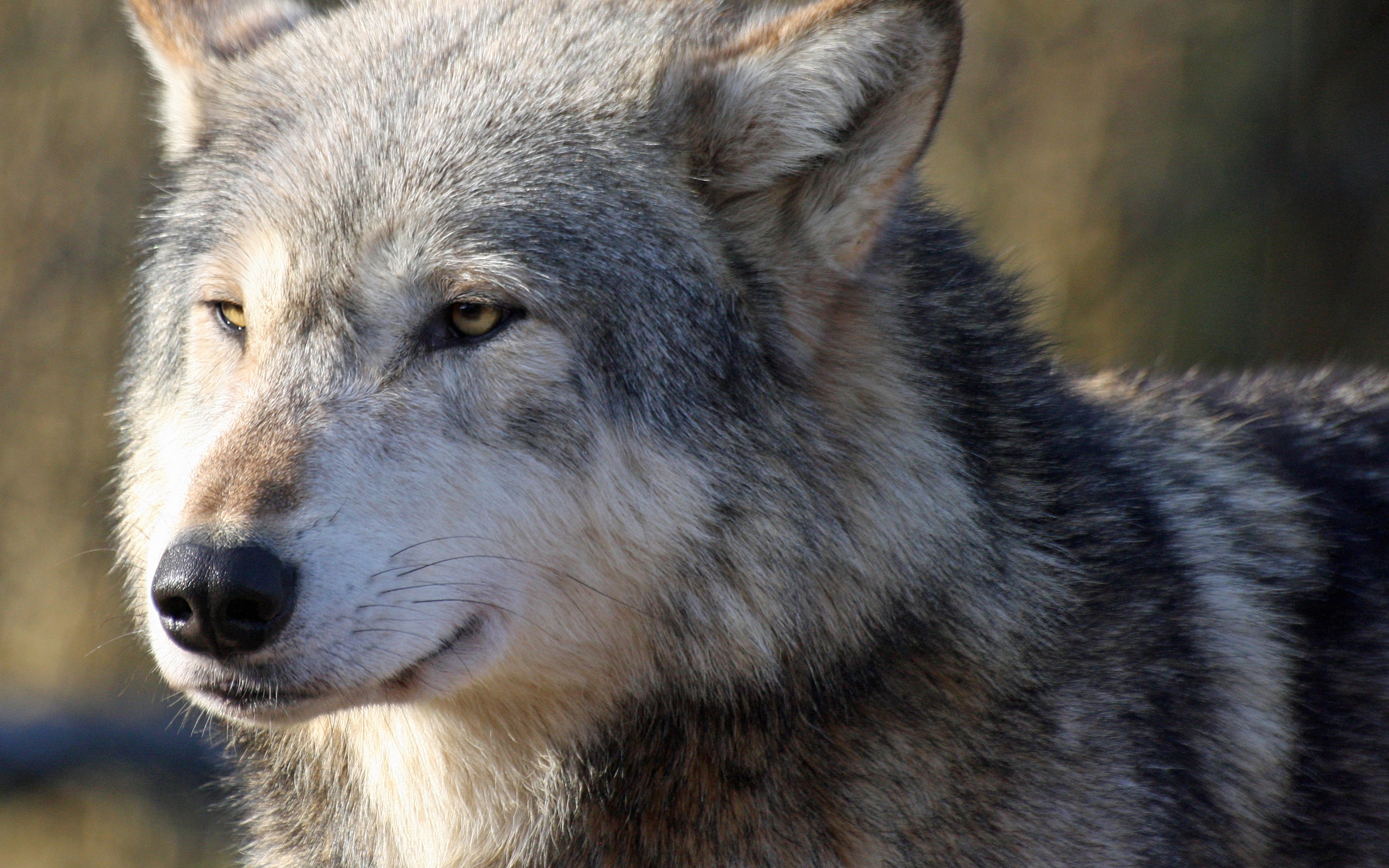 fond d'écran loup hd,chien loup tchécoslovaque,loup,canis lupus tundrarum,chien loup saarloos,faune